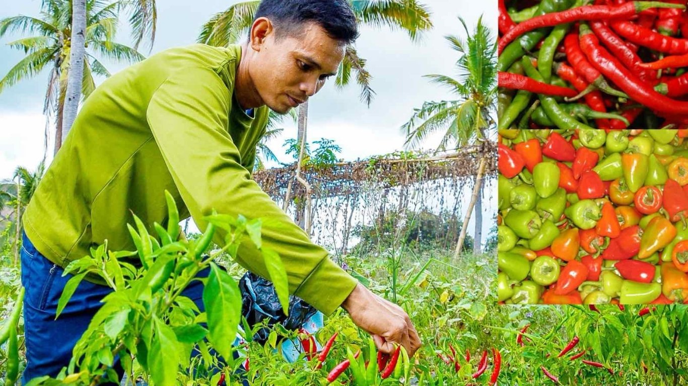 DA invests P300M for climate-smart vegetable farming 