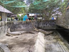 DENR rescues wildlife from private residence in Batangas