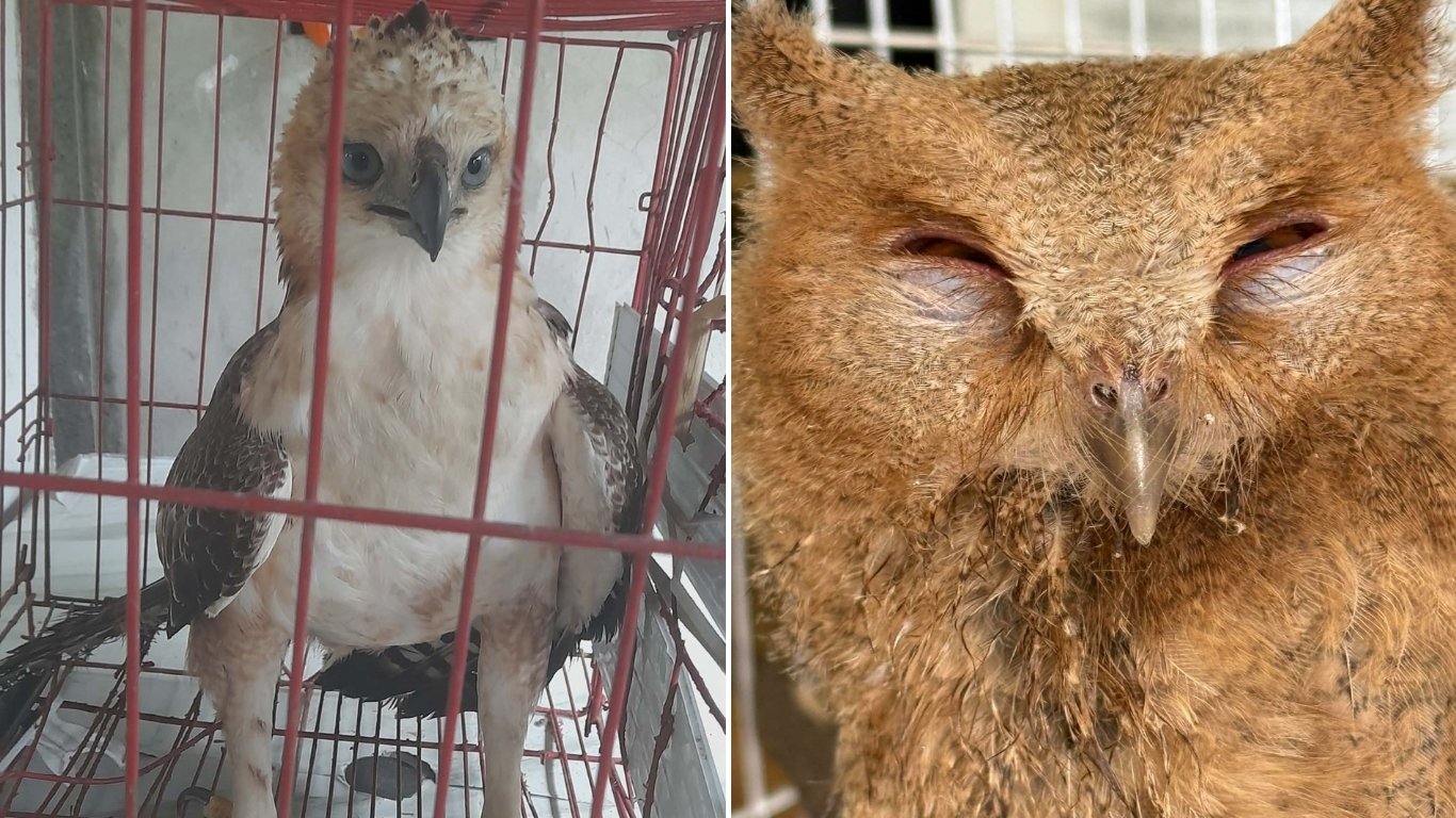 Raptors rescued in C. Luzon