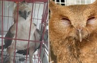PHILIPPINE hawk-eagle and an owl were rescued in separate incidents in Central Luzon after a farmer in Aurora and a six-year-old boy in Pampanga found the weakened birds and turned them over to authorities for treatment and eventual release back into the wild.