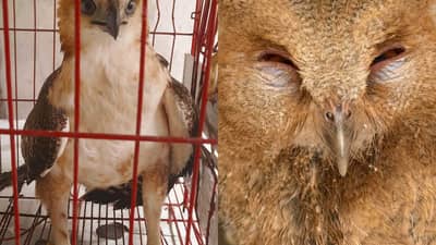 Raptors rescued in Central Luzon