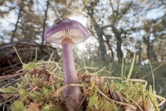 Nutrients exchange in fungal webs