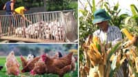 DA eyes village feed plan to cut costs, boost output