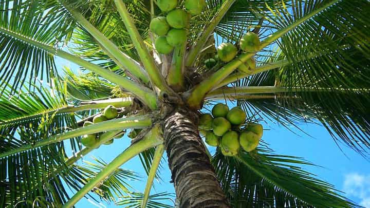 Marcos to prioritize coconut industry as exports seen hitting $3B