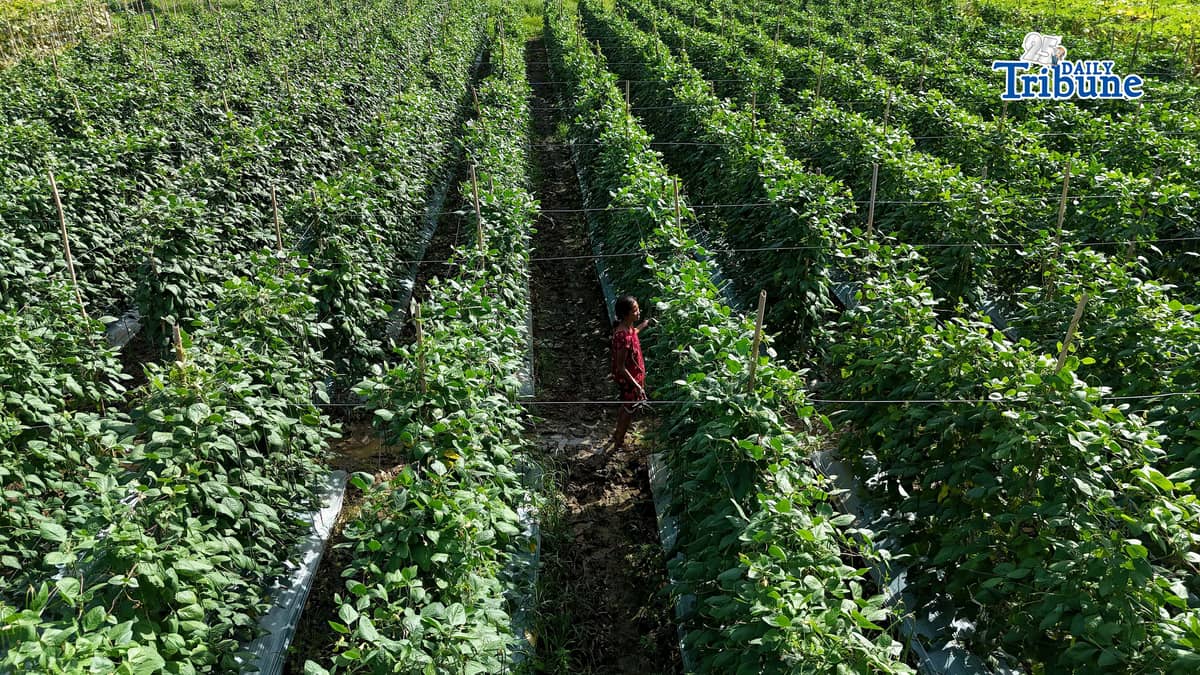 (February 11 2026) An almost two hectares vegetables farm of “bottle gourd, string beans and cucumber“ rented by the Dela Peña family in San Ildefonso, Bulacan, on Wednesday, February 11, 2026, they said due to an oversupply of produce, they are forced to sell at low prices, leaving them with earnings that only break even with their production costs. President Ferdinand R. Marcos Jr. signed the 2026 national budget, which significantly boosts the agricultural sector's allocation to over P297 billion to enhance food security, modernize systems, and raise rural incomes. Key priorities include doubling farm-to-market road funding to P33 billion. Photo/Analy Labor