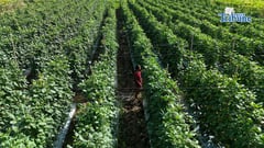 World Bank funds $1B farm modernization