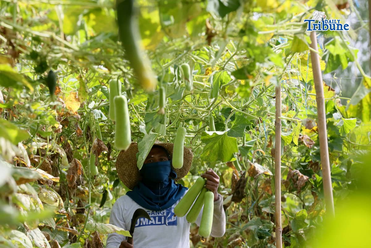(February 11 2026) Farmer Dela Peña family picking vegetables “bottle gourd and cucumber” at their rented farmland in San Ildefonso, Bulacan on Wednesday, February 11, 2026, they said due to an oversupply of produce, they are forced to sell at low prices, leaving them with earnings that only break even with their production costs. President Ferdinand R. Marcos Jr. signed the 2026 national budget, which significantly boosts the agricultural sector's allocation to over P297 billion to enhance food security, modernize systems, and raise rural incomes. Key priorities include doubling farm-to-market road funding to P33 billion. Photo/Analy Labor