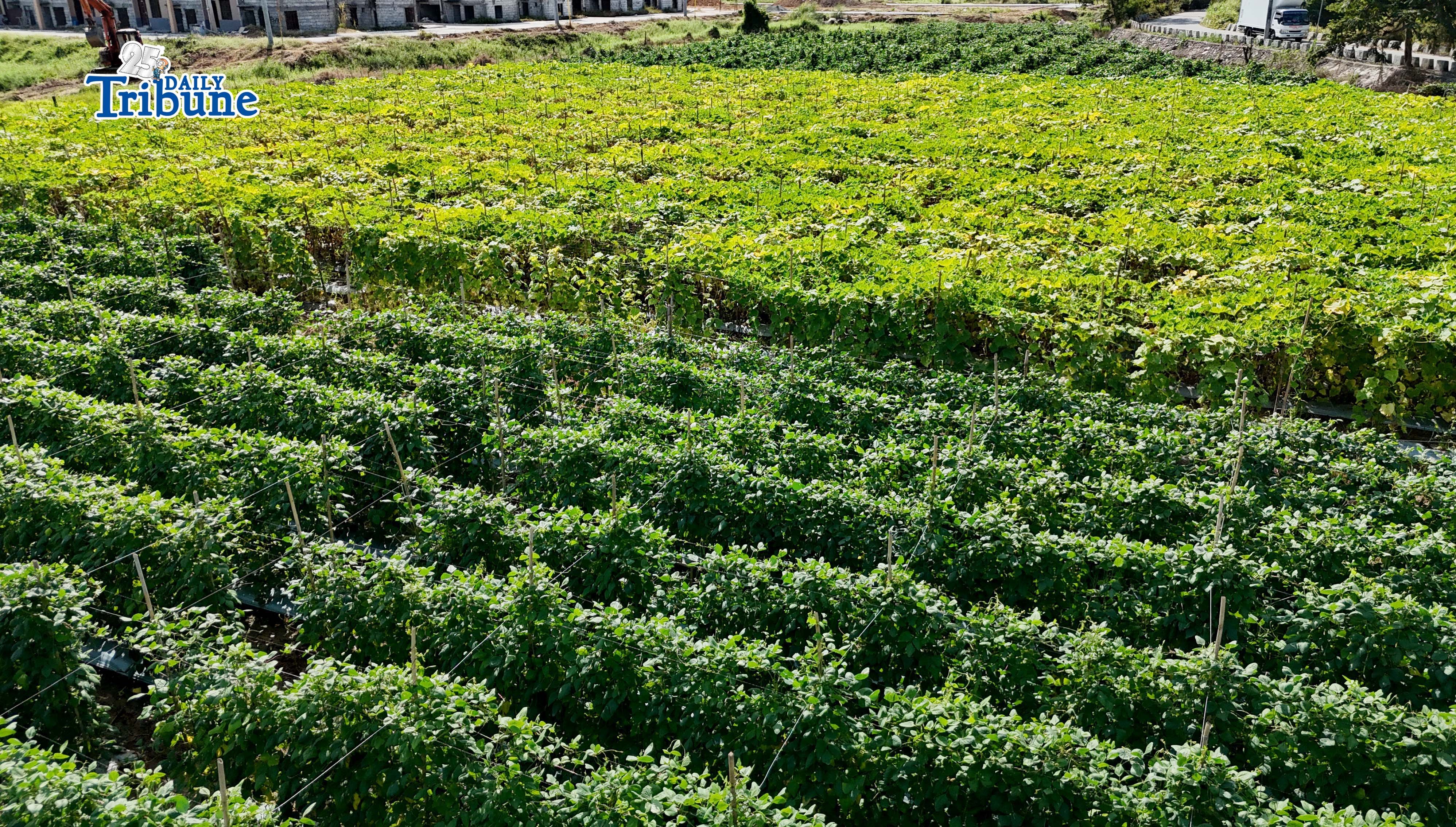 Vegetable farm 
