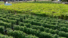 Vegetable farm