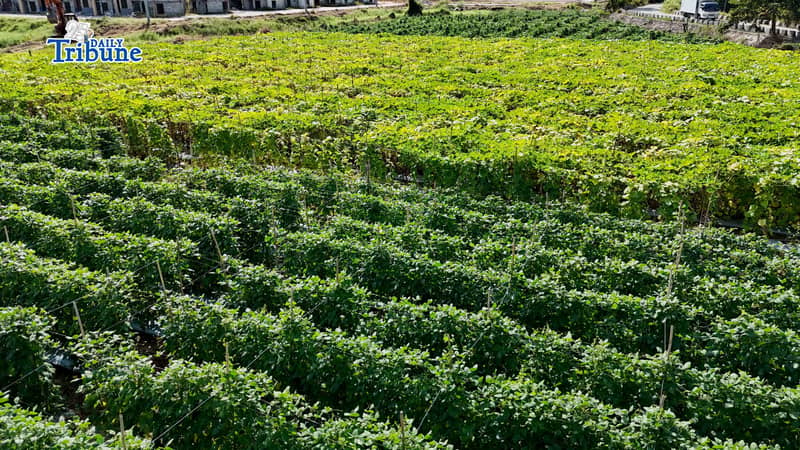 Vegetable farm