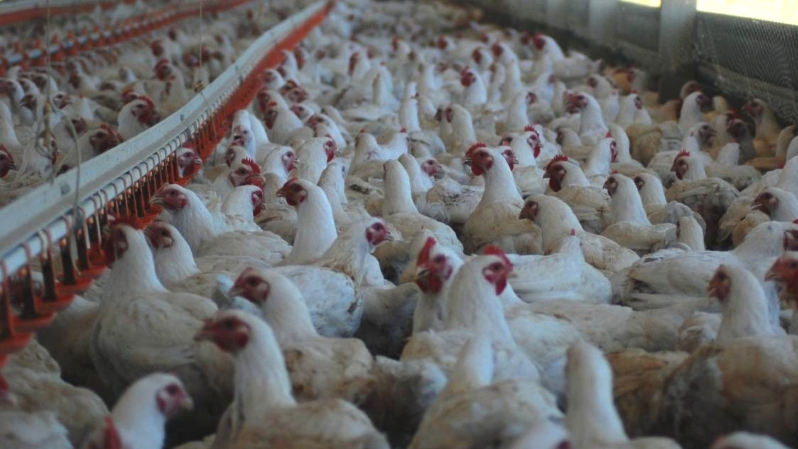 DA reopens California poultry imports