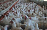 DEPARTMENT of Agriculture lifts temporary ban, allowing poultry and related products from certified disease-free zones in the Netherlands.