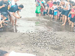 Baby sea turtles hit the ocean