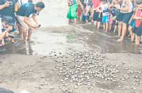 PEOPLE of Naic, Cavite watch baby sea turtles released on the beach during the town’s Pawikan Festival 2026.