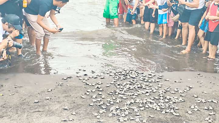 PEOPLE of Naic, Cavite watch baby sea turtles released on the beach during the town’s Pawikan Festival 2026.