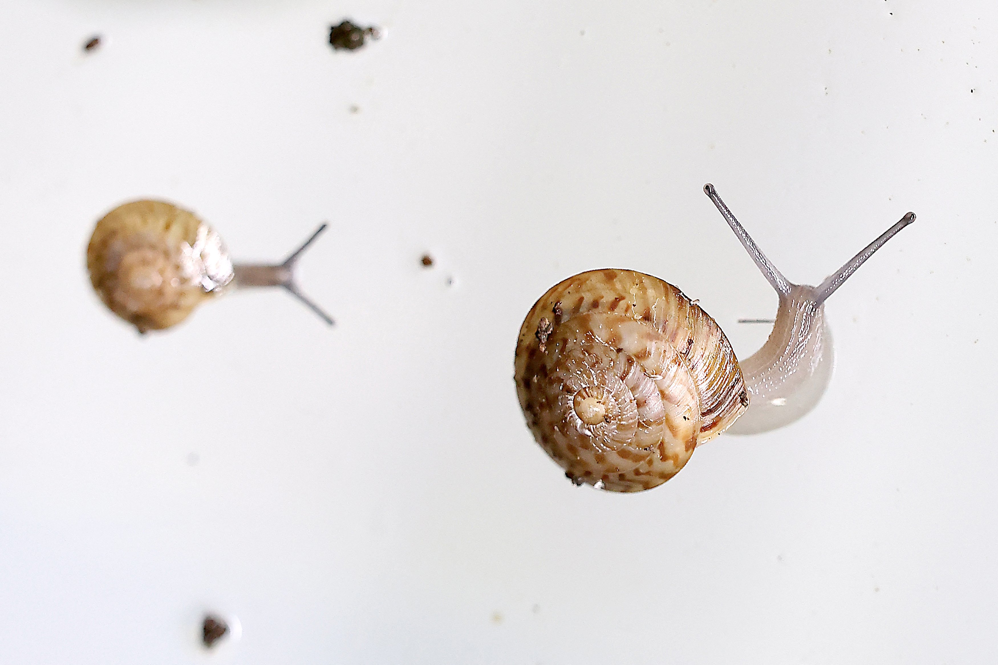 Tiny snail ‘back from brink’ of extinction