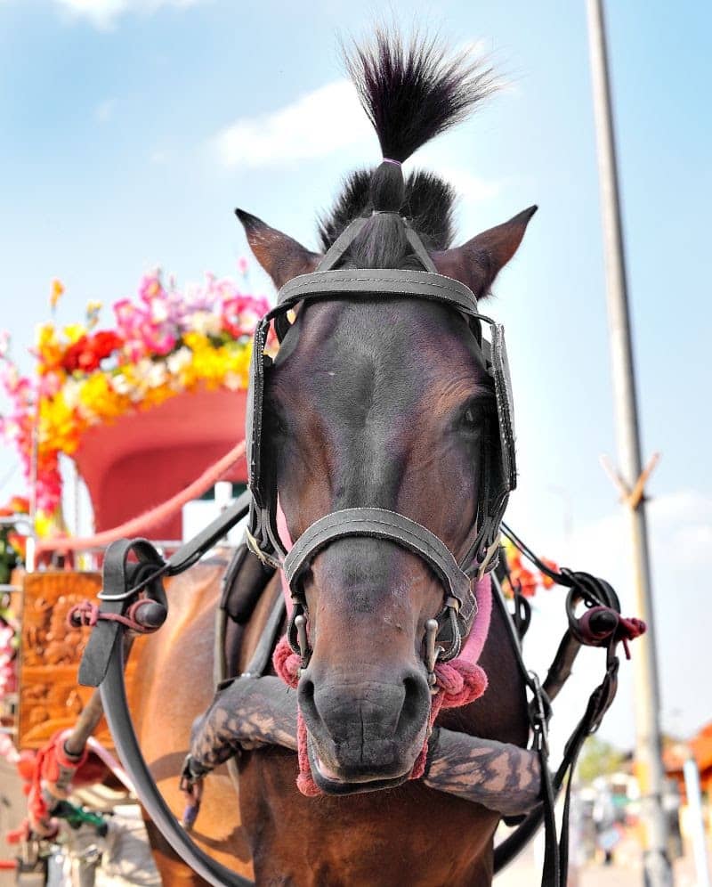 ARANETA City kicks off Chinese New Year with thrilling offerings that promise lucky strides into an auspicious Year of the Horse.