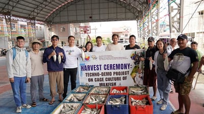 Pampanga techno-demo yields 700 kilos milkfish