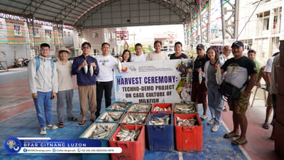 700 kilos of bangus harvested during BFAR techno demo in Macabebe