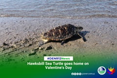 Rescued Hawksbill Sea Turtle released to Sarangani Bay on Valentine’s Day