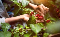 D.A. gung-ho in boosting Philippine coffee production