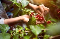 In explaining the Department of Agriculture's creation of an office solely dedicated to local coffee, DA Secretary Francisco Tiu Laurel said, ‘Philippine coffee has long been treated as a minor crop, yet demand is rising both domestically and globally. We cannot keep talking about its potential while farmers grow older, yields stagnate, and imports continue to rise.’