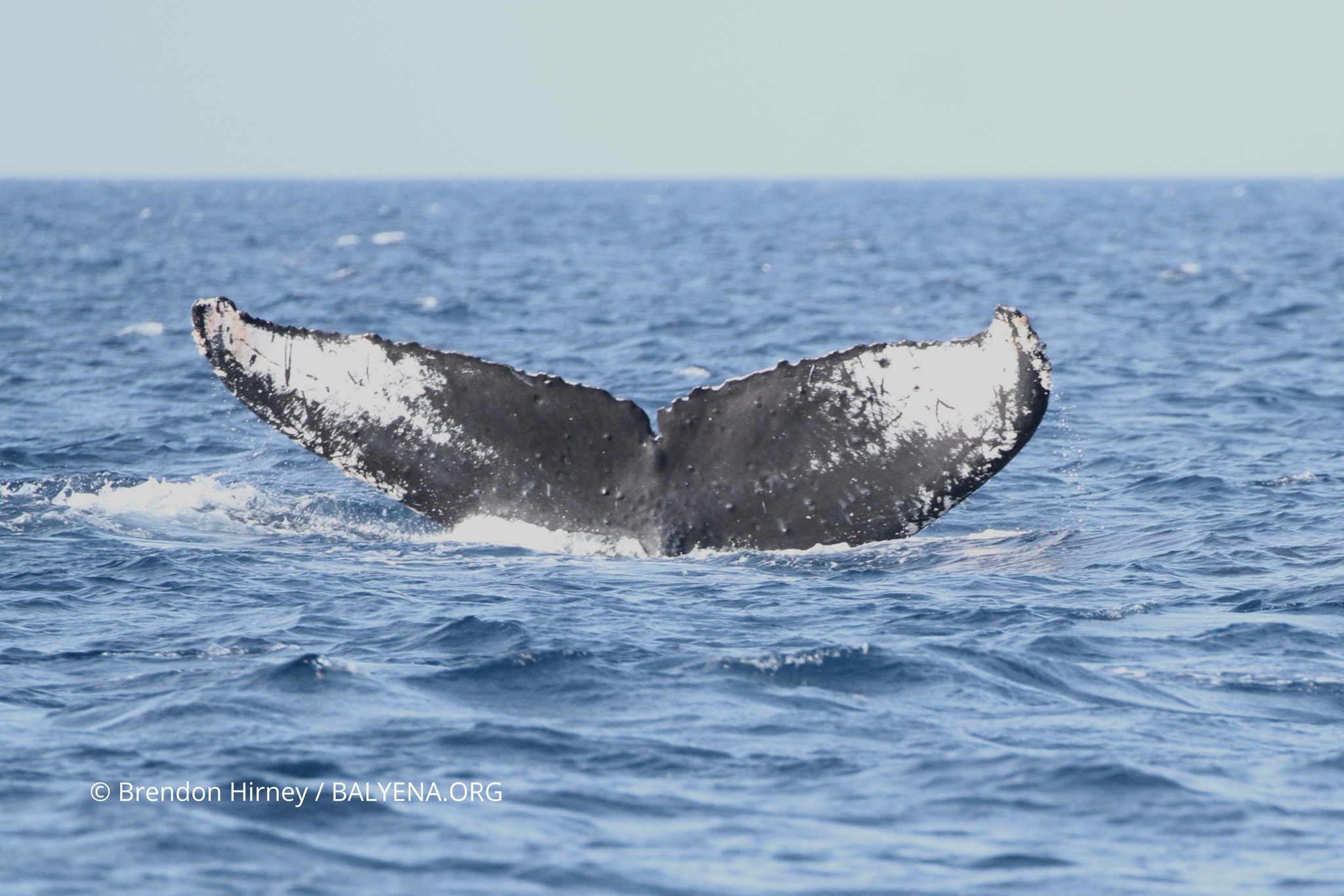 Returning humpback whale spotted in Babuyan waters