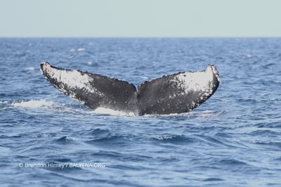 Returning humpback whale spotted in Babuyan waters