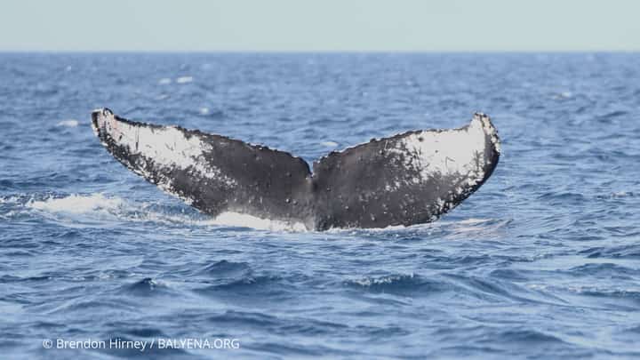 A humpback whale was spotted swimming at the Babuyan Marine Corridor in the Northern tip of Luzon on February 16, 2026.