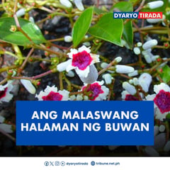 Ang malaswang halaman ng buwan