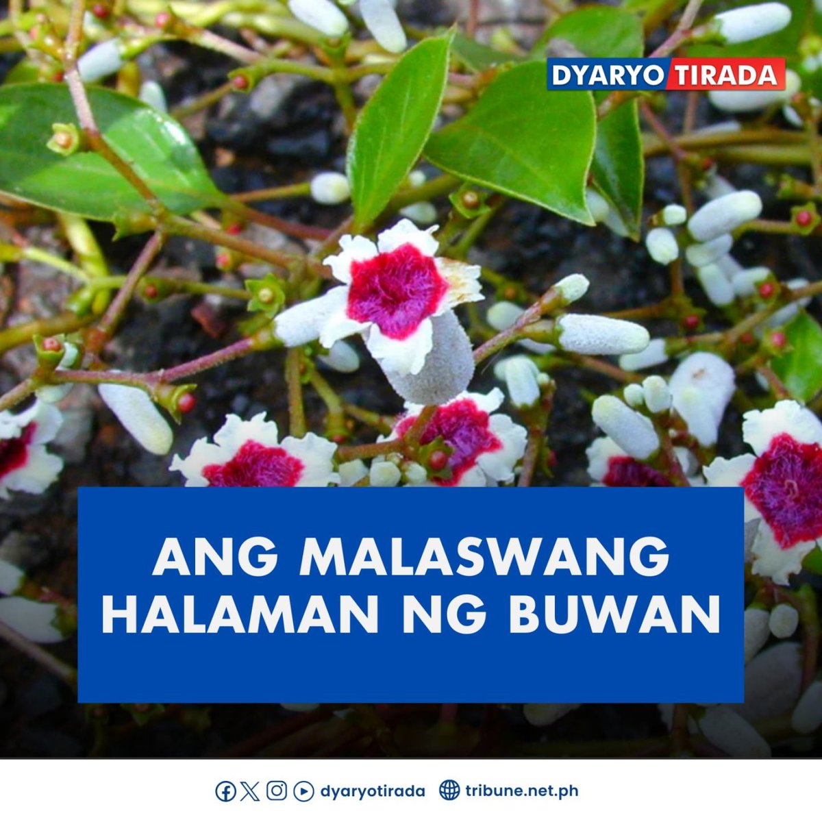 Ang malaswang halaman ng buwan