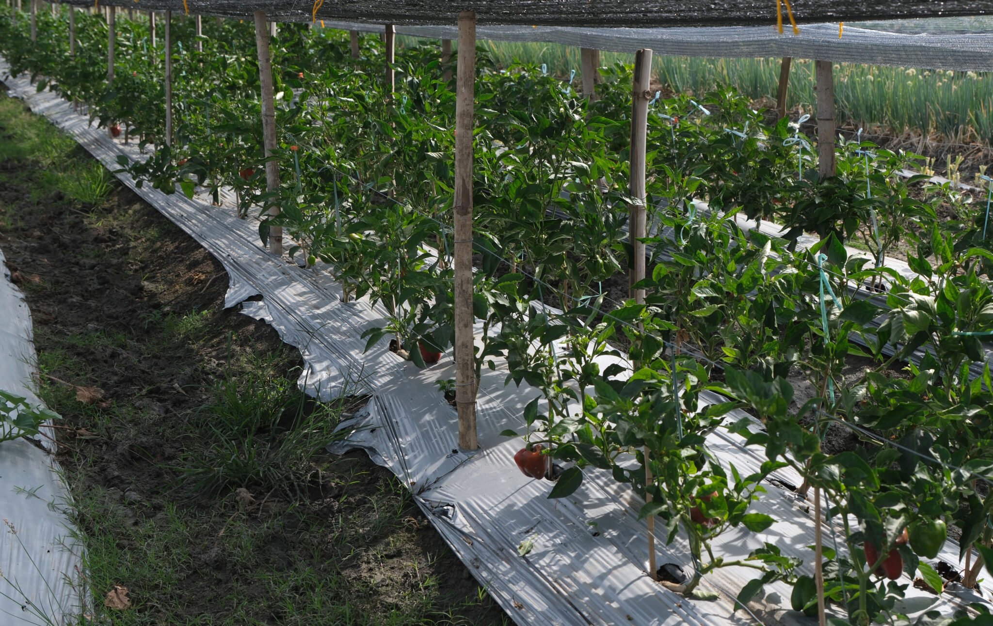 DA tightens oversight on farm funds