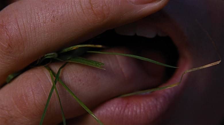 Shut up and eat grass...and kiss me.
