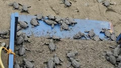 73 olive ridley hatchlings race to sea in Numancia, Aklan