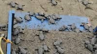 73 olive ridley hatchlings race to sea in Numancia, Aklan