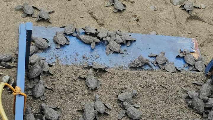 Race to the Waves — Seventy-three Olive Ridley (Lepidochelys olivacea) hatchlings scramble toward the open sea after being released by the local government of Numancia on February 6, 2026, in a heartwarming display of nature’s resilience.