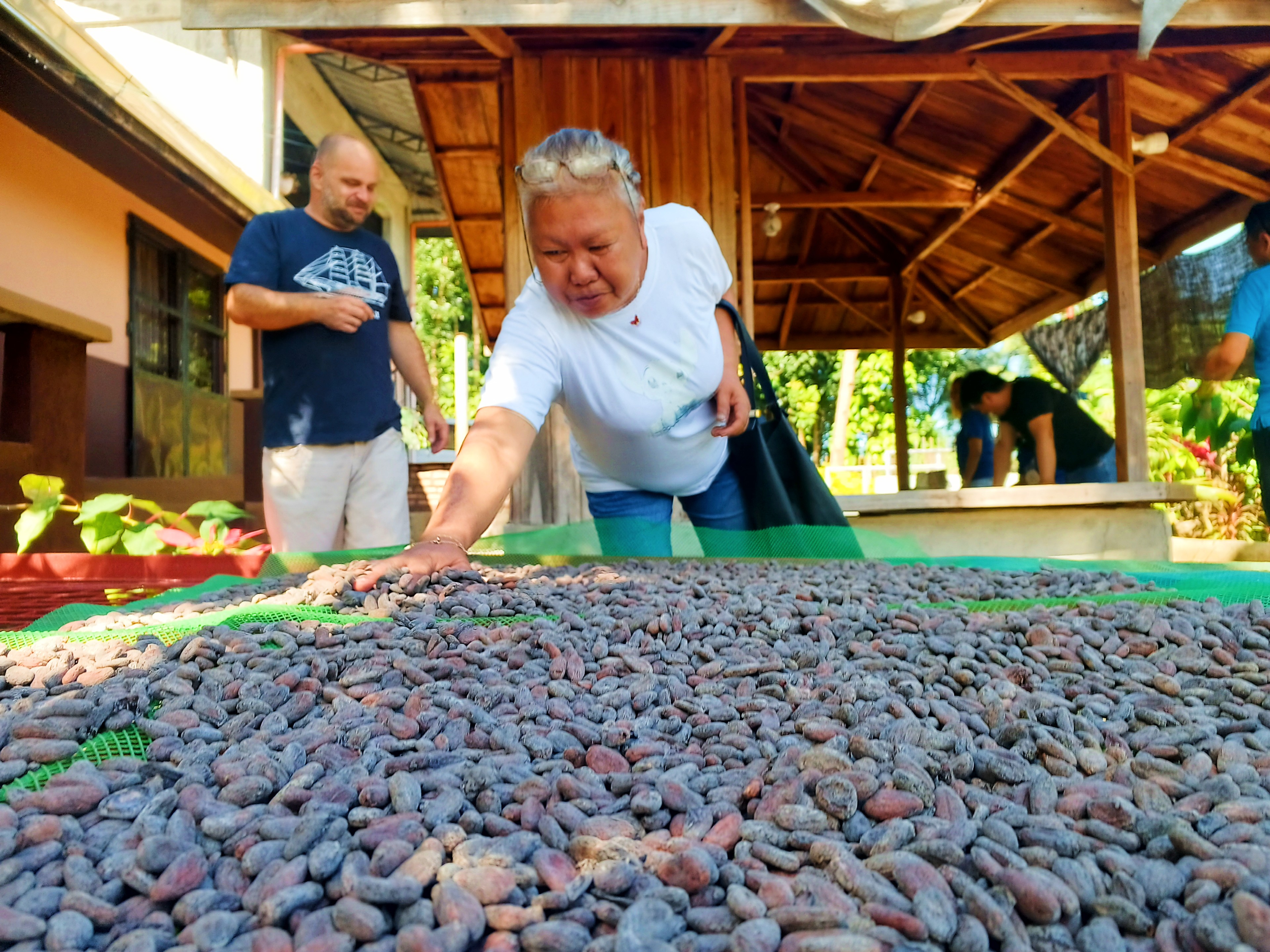 PCIC, PCIA to boost cacao development in the Philippines