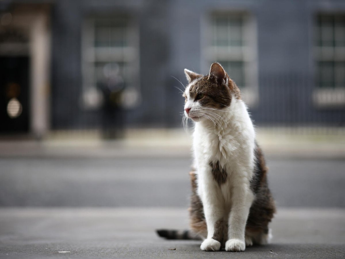 Could insight from cats lead to breast cancer cures?