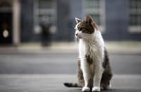 Could insight from cats lead to breast cancer cures?