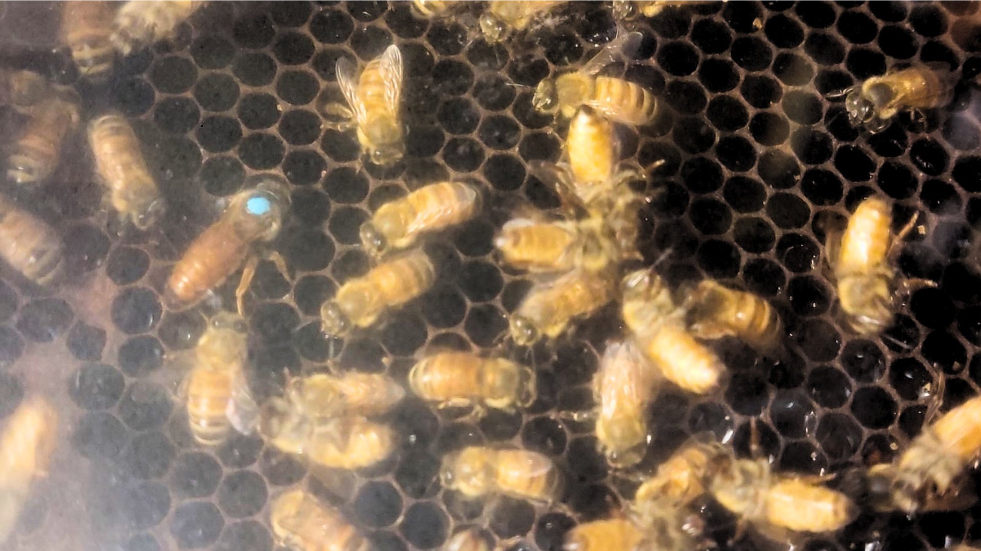 Ong calls on the next generation to become beekeepers: Here’s how