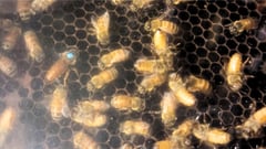 Ong calls on the next generation to become beekeepers: Here’s how