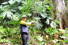 Before mining starts, SMI plants bamboo for forests, future income