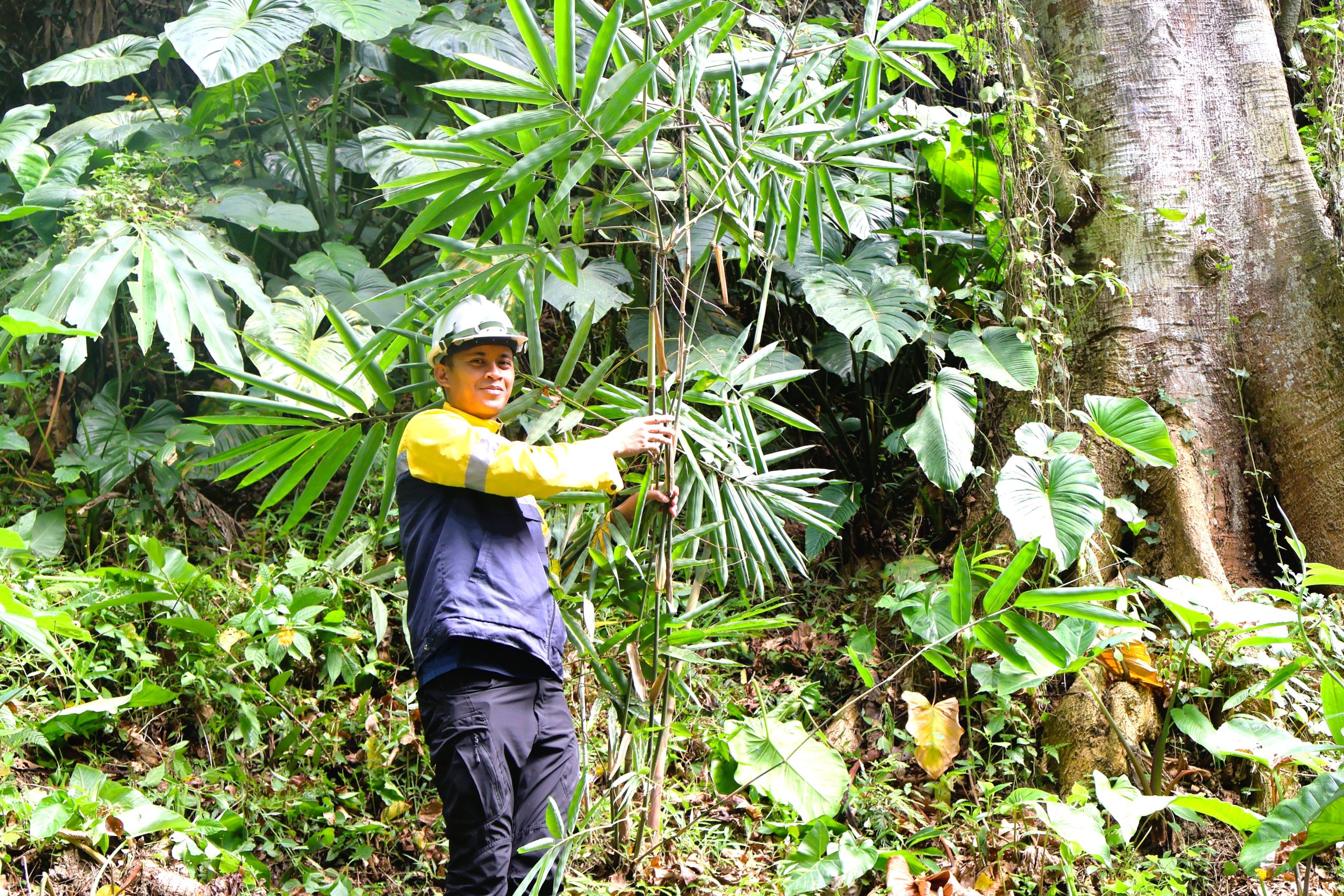 Before mining starts, SMI plants bamboo for forests, future income