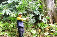 Before mining starts, SMI plants bamboo for forests, future income