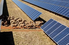 ‘Solar sheep’ help rural Australia go green