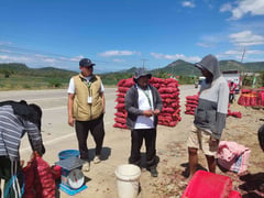 DA boosts assistance for onion farmers in Occidental Mindoro