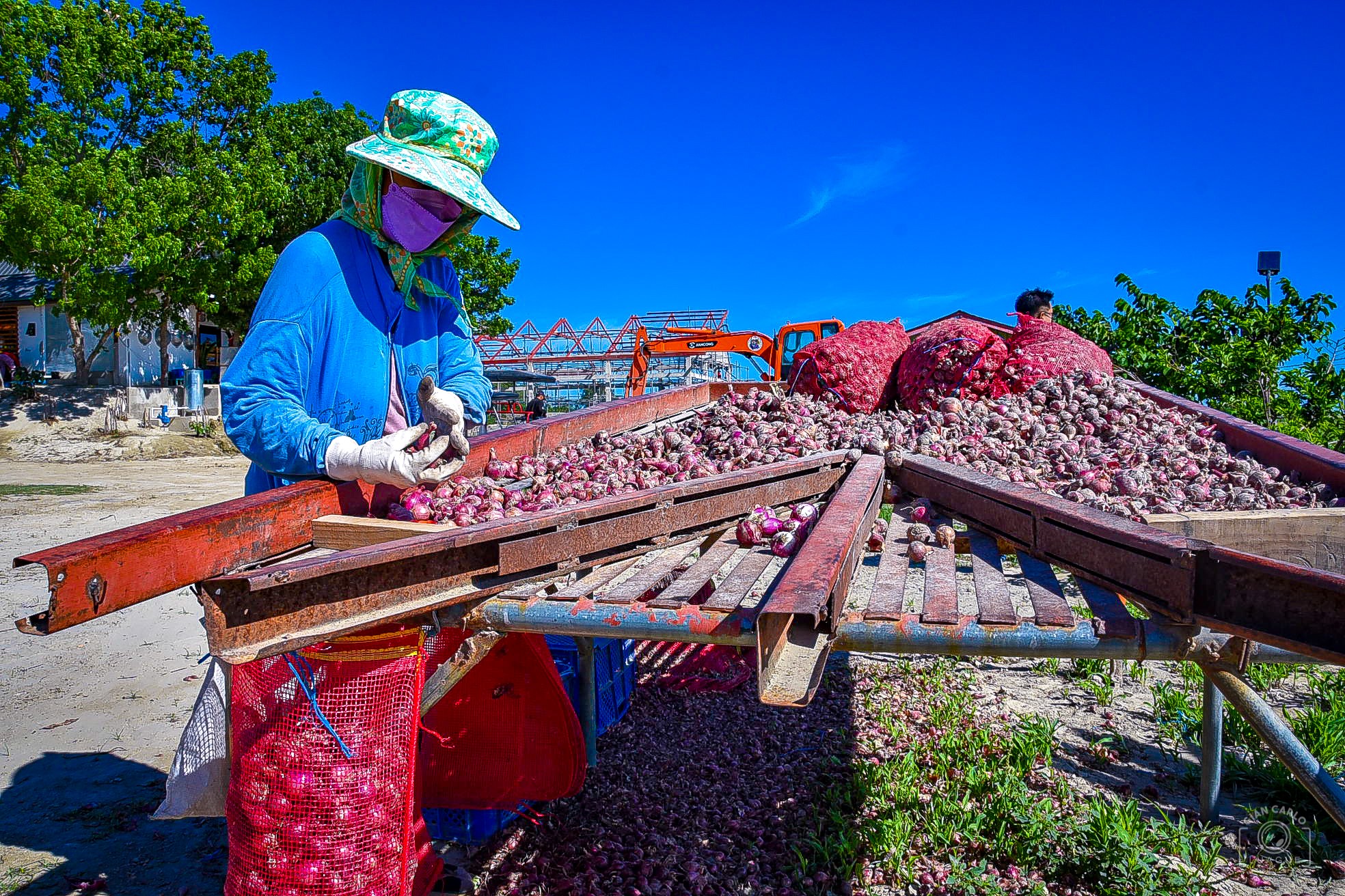 DA-MIMAROPA provides onion farmers huge backing