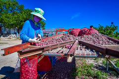 DA-MIMAROPA provides onion farmers huge backing