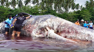 12.3-meter female sperm whale found dead off Glan, Sarangani
