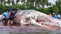 12.3-meter female sperm whale found dead off Glan, Sarangani